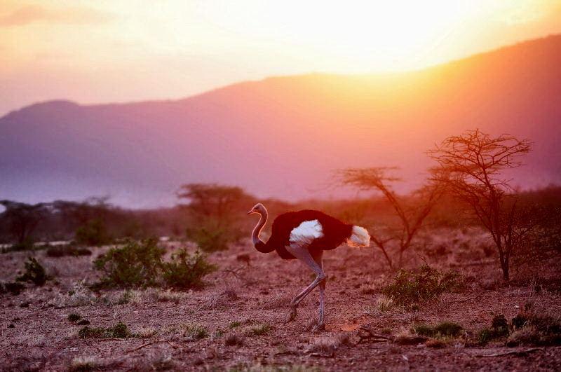 68-肯亞-藍腿索馬利亞鴕鳥(山布魯公園)-夕陽背景