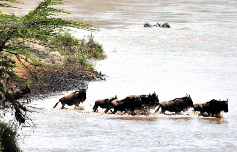03-肯亞-馬賽馬拉-牛羚-渡過馬拉河