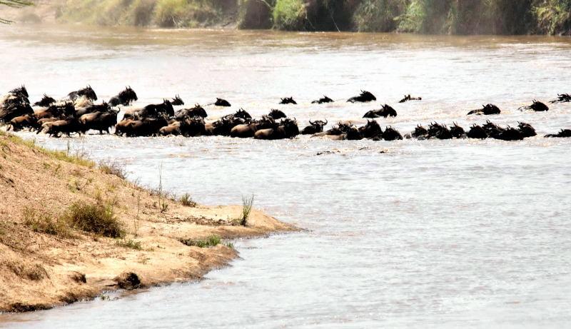 05-肯亞-馬賽馬拉-牛羚-渡過馬拉河