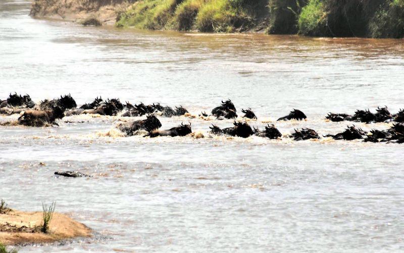 06-馬賽馬拉-牛羚渡過馬拉河-前景有鱷魚喔