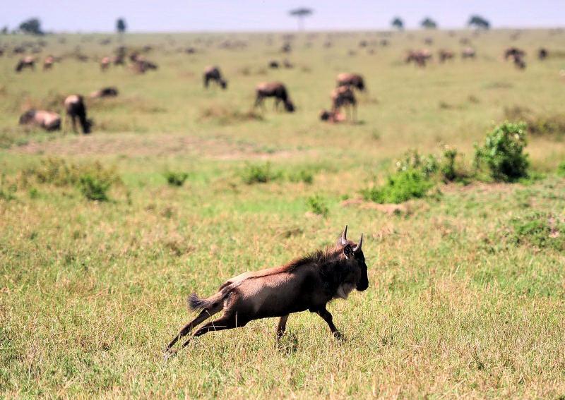 12-肯亞-馬賽馬拉-牛羚-肯亞-馬賽馬拉-牛羚-渡過馬拉河後狂奔慶祝
