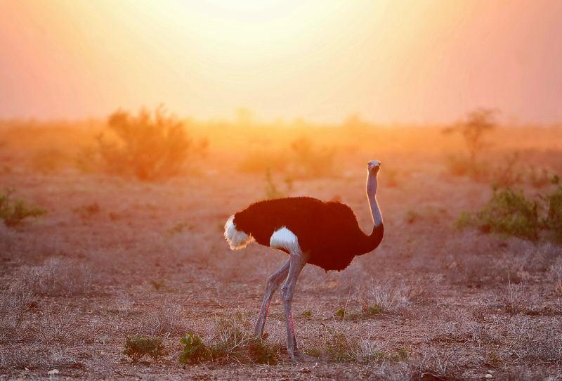 26-肯亞-山布魯公園-藍腿索馬利鴕鳥-黃昏背景