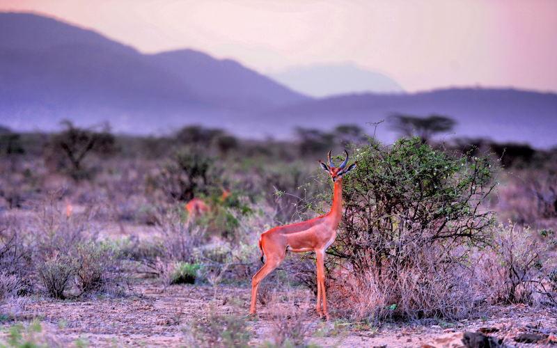 31-肯亞-山布魯公園-長頸羚-黃昏背景