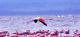 3. 小紅鸛_Lesser Flamingo