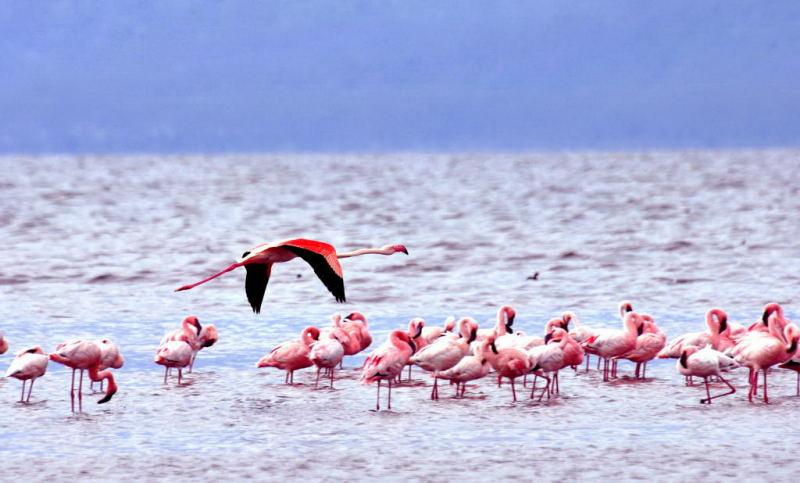 150-納古魯湖的紅鶴群