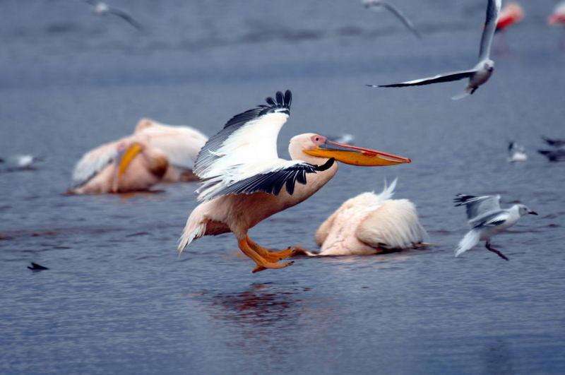 209-納古魯湖的鵜鶘鳥群