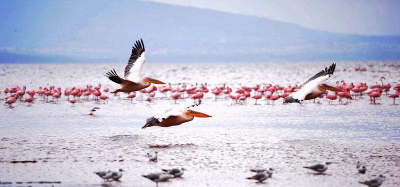 227-納古魯湖的鵜鶘鳥群