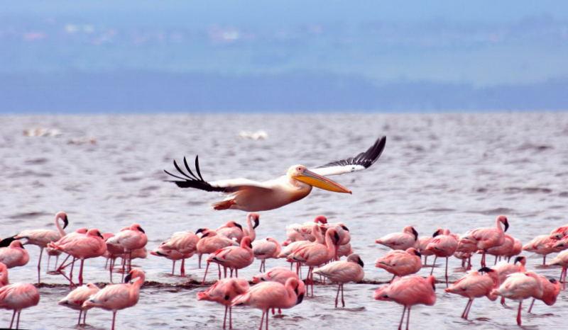 238-納古魯湖的鵜鶘鳥群