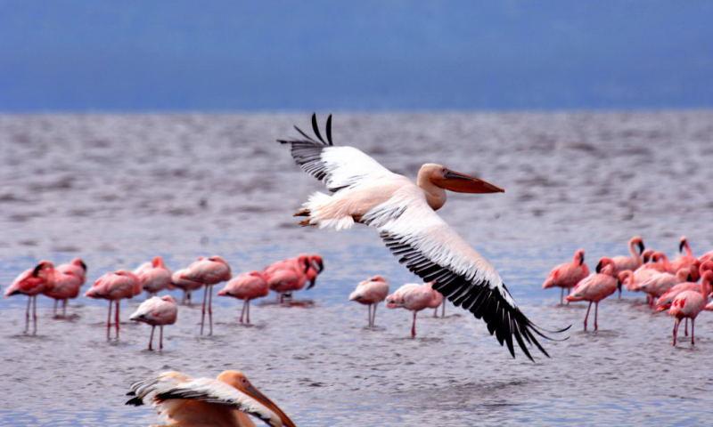 244-納古魯湖的鵜鶘鳥群