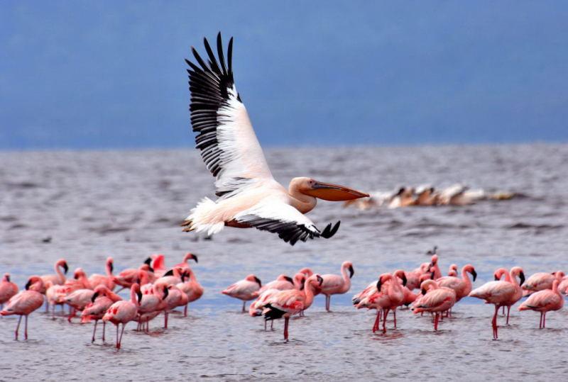 246-納古魯湖的鵜鶘鳥群