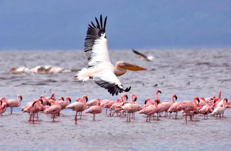 247-納古魯湖的鵜鶘鳥群