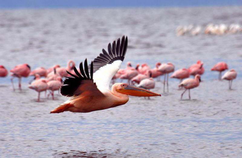 253-納古魯湖的鵜鶘鳥群