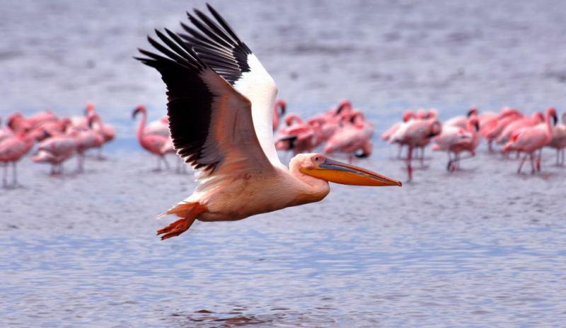 254-納古魯湖的鵜鶘鳥群