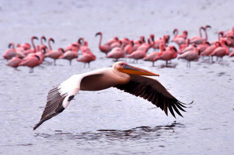 263-納古魯湖的鵜鶘鳥群