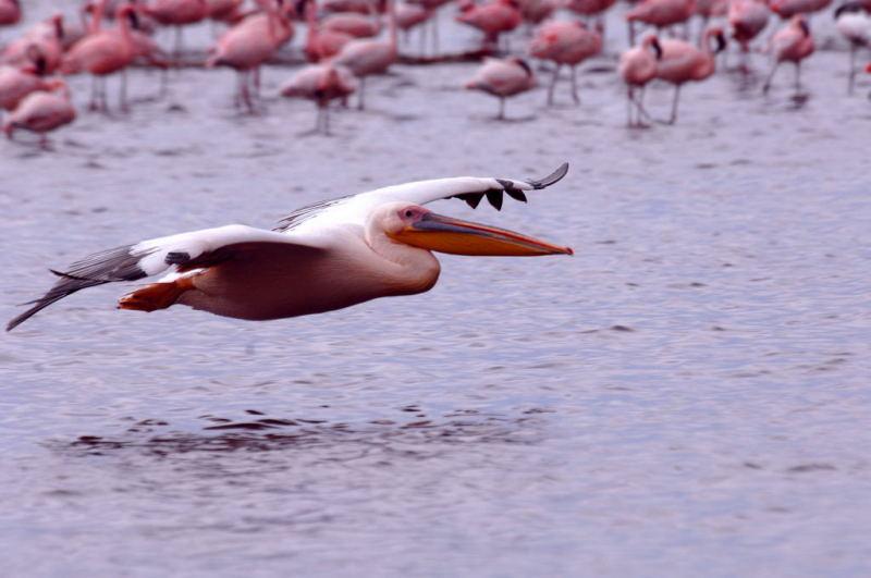 265-納古魯湖的鵜鶘鳥群