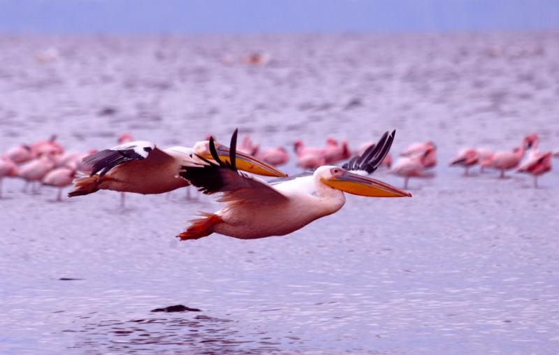 285-納古魯湖的鵜鶘鳥群