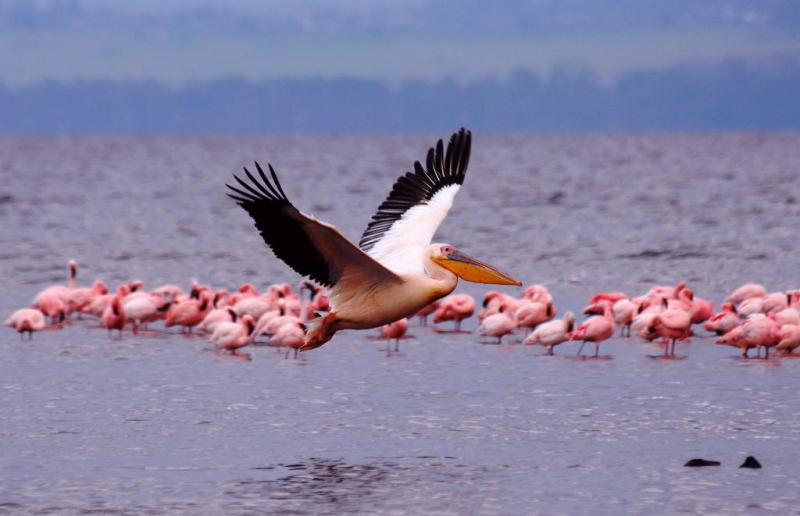 301-納古魯湖的鵜鶘鳥群