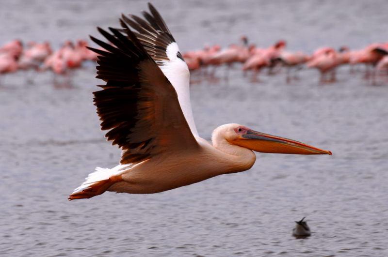 304-納古魯湖的鵜鶘鳥群