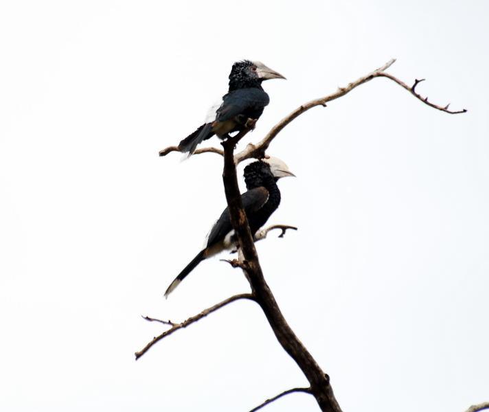 5501-馬里亞納湖-冠斑犀鳥