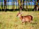 5. 納古魯湖的大型動物_Lake Nakuru National Park
