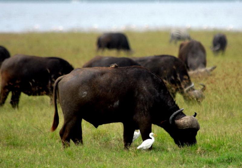 487-納古魯湖-非洲水牛
