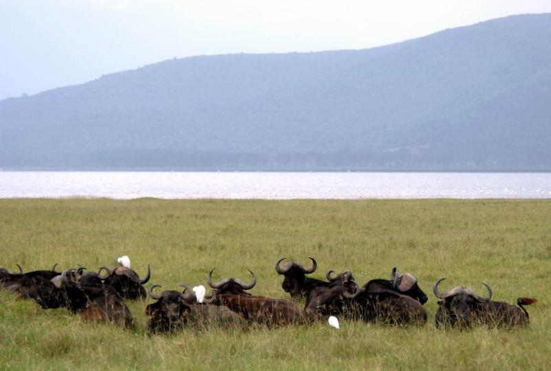 493-納古魯湖-非洲水牛