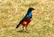 6. 納古魯湖的其他鳥群_Lake Nakuru National Park