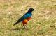 6. 納古魯湖的其他鳥群_Lake Nakuru National Park