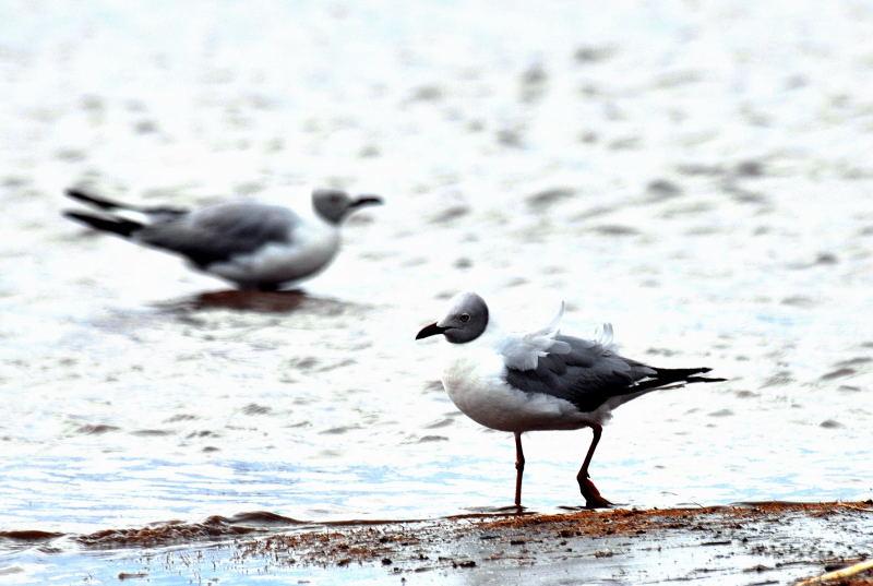 370-納古魯湖的其他鳥