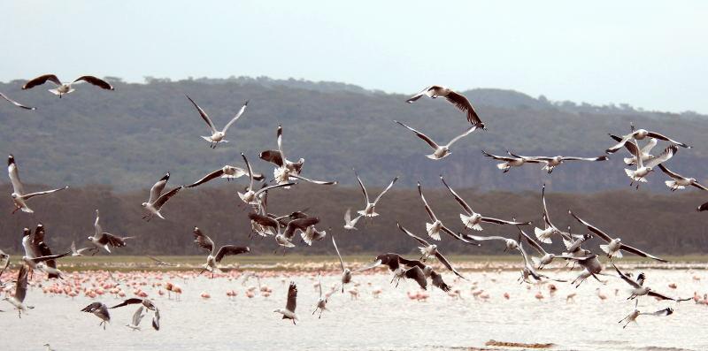 375-納古魯湖的-鳥群
