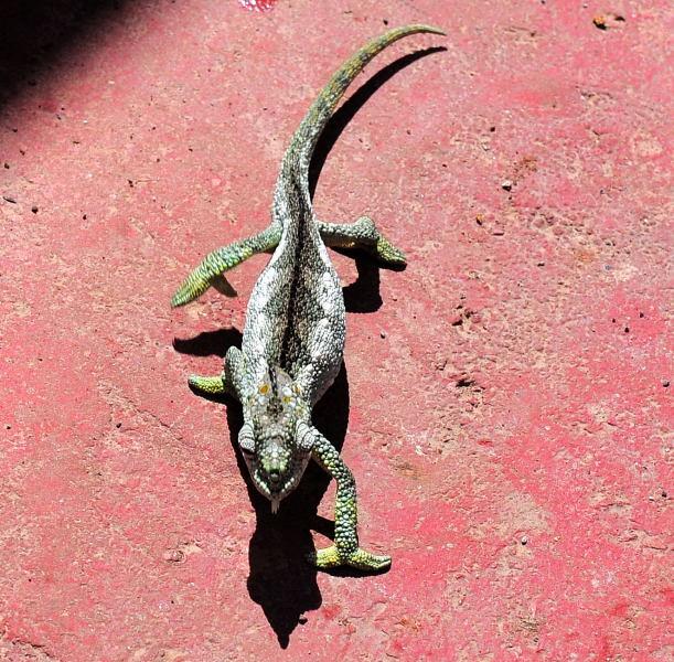 798-肯亞-湯姆森瀑布-旅館區-蜥蜴