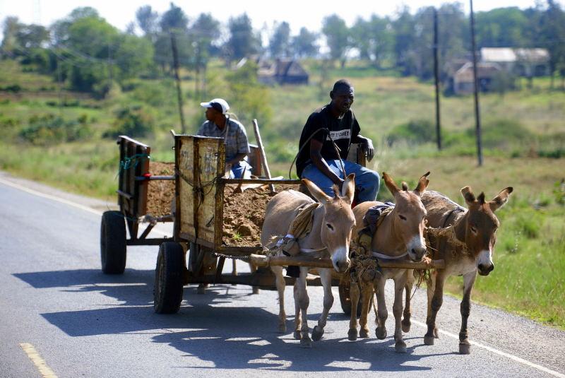 1096-往甜水區的路上-運土方的驢車