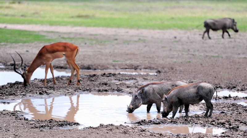 1232-甜水區動物獵奇-沼羚與疣豬