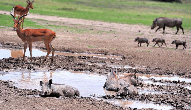 1235-甜水區動物獵奇-沼羚與疣豬