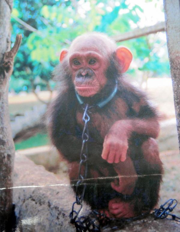 1267-甜水區-黑猩猩保育區-宣傳照片