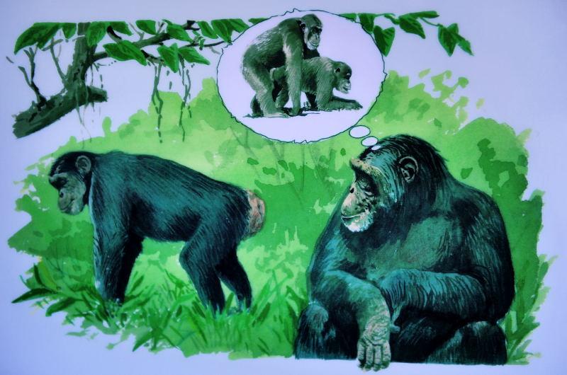 1269-甜水區-黑猩猩保育區-宣傳照片