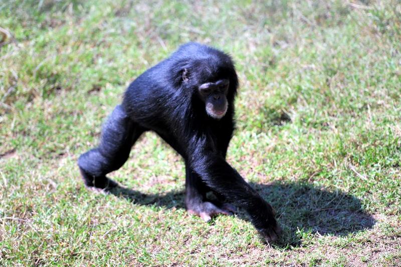 1270-肯亞-甜水區-黑猩猩保育區