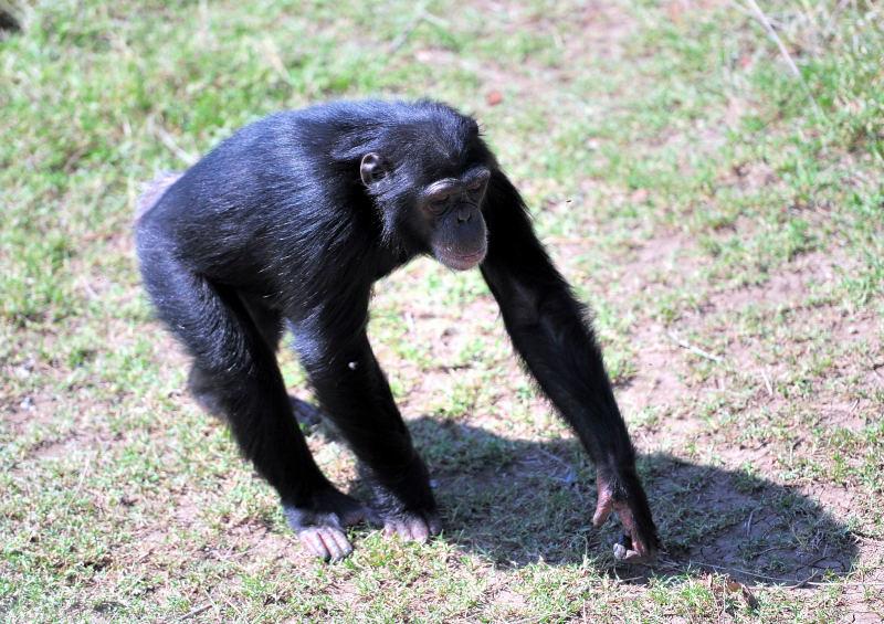 1271-肯亞-甜水區-黑猩猩保育區