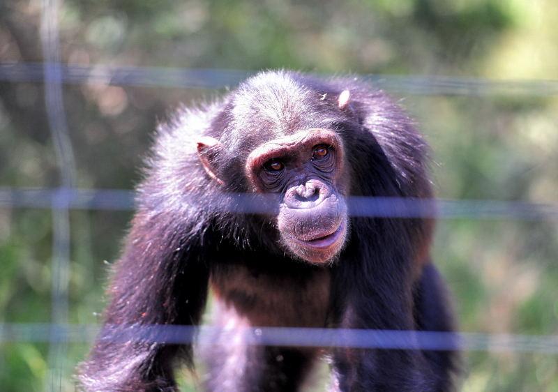 1276-肯亞-甜水區-黑猩猩保育區