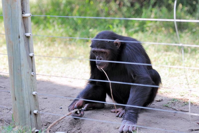 1282-肯亞-甜水區-黑猩猩保育區