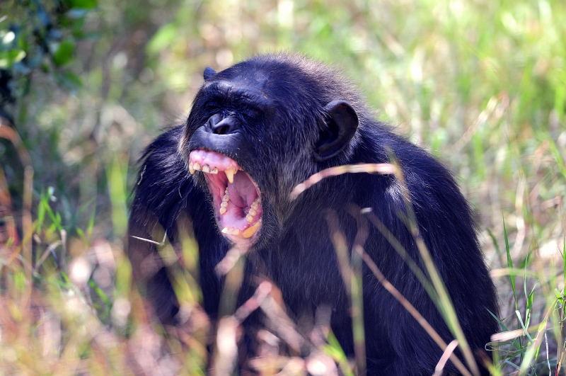 1289-肯亞-甜水區-黑猩猩保育區