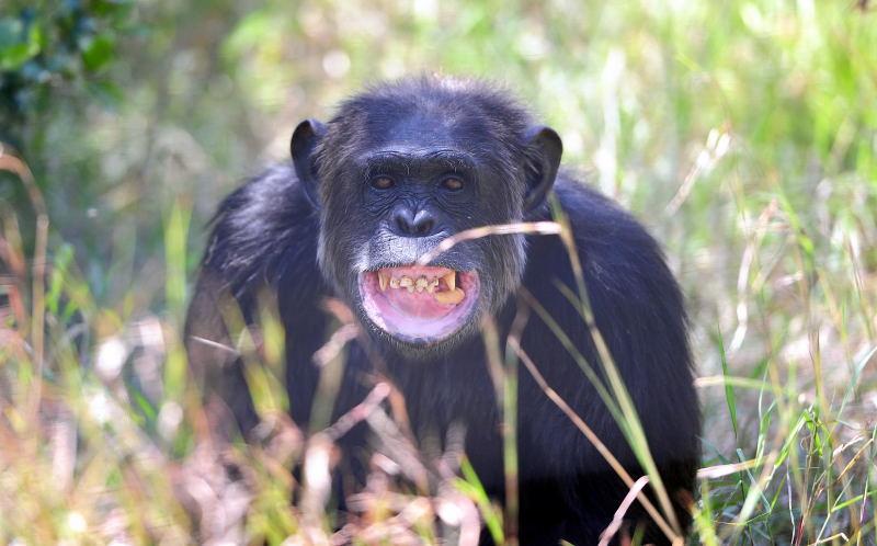 1291-肯亞-甜水區-黑猩猩保育區