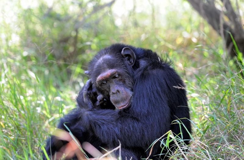 1297-肯亞-甜水區-黑猩猩保育區