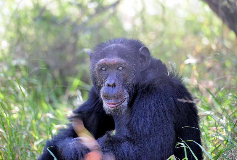 1301-肯亞-甜水區-黑猩猩保育區