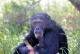 13.甜水區黑猩猩與犀牛_Sweetwater, chimpanzee & Black rhinoceros
