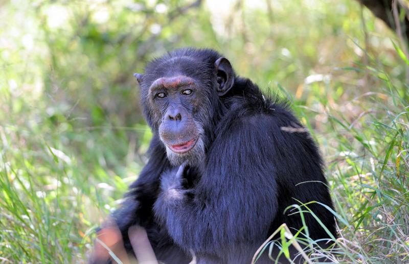 1302-肯亞-甜水區-黑猩猩保育區