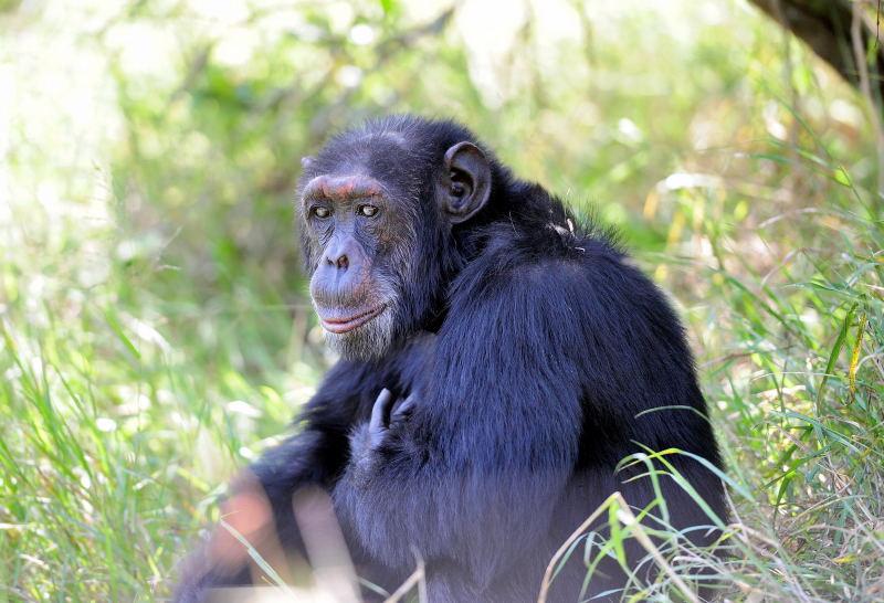 1305-肯亞-甜水區-黑猩猩保育區
