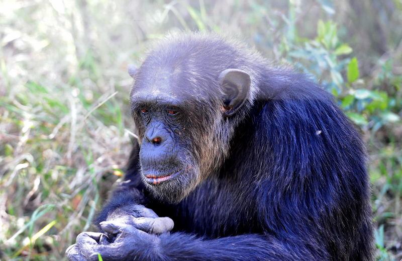 1309-肯亞-甜水區-黑猩猩保育區