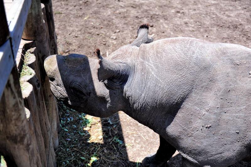 1324-肯亞-甜水區-黑犀牛保育區-餵食秀