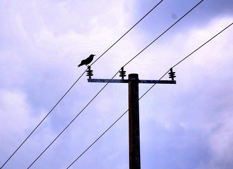 1402-往山布魯公園-路旁電線桿的大鳥